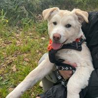 Cuccioli 5 mesi taglia media