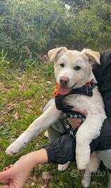 Cuccioli 5 mesi taglia media