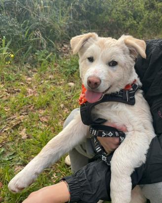 Cuccioli 5 mesi taglia media