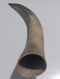 antico corno collezione 65-70 cm seguendo curve
