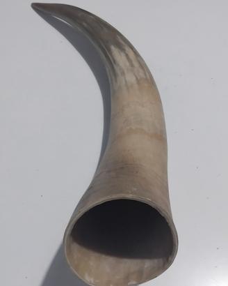 antico corno collezione 65-70 cm seguendo curve