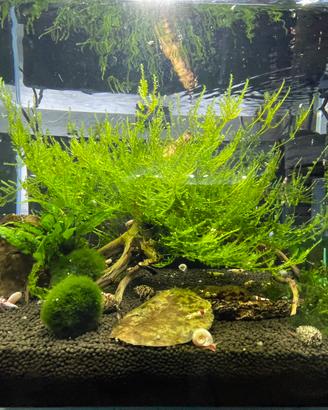 5 vasetti di Christmas moss, piante per acquario.