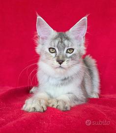 Femminuccia maine coon super silver con pedigree