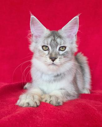 Femminuccia maine coon super silver con pedigree