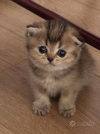 Gatto Scottish fold