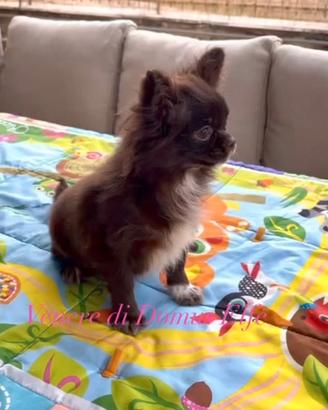 Chihuahua giovani femmine adulte intere