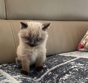 Pelo lungo siamese maschio