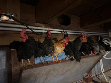 GALLI e GALLINE chabo