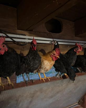 GALLI e GALLINE chabo
