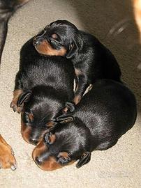 I bassotti kaninchen