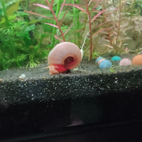 Coppia di lumachine Planorbella duryi pink