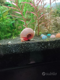 Coppia di lumachine Planorbella duryi pink