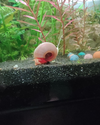 Coppia di lumachine Planorbella duryi pink