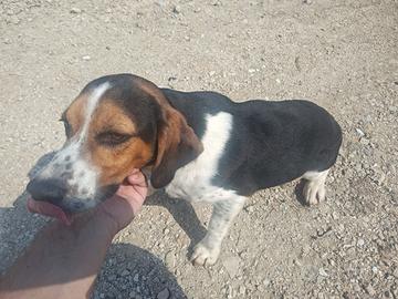 Beagle x coniglio