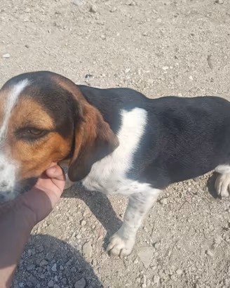 Beagle x coniglio