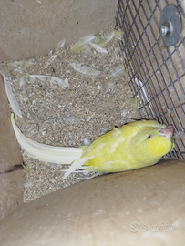 Parrochetti dal collare