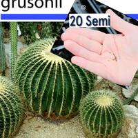 20 semi Cuscino Suocera Echinocactus Grusonii seed