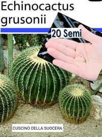 20 semi Cuscino Suocera Echinocactus Grusonii seed