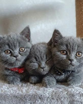 Gattini British shorthair