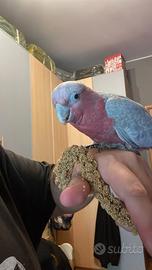 Cacatua rosa dolcissimi pappagalli allevati mano