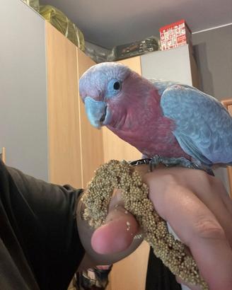 Cacatua rosa dolcissimi pappagalli allevati mano