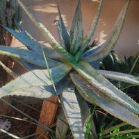 Cactus e piante grasse