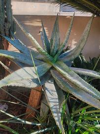 Cactus e piante grasse