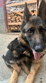 Ultimi cuccioli figli di pastore tedesco nero foca