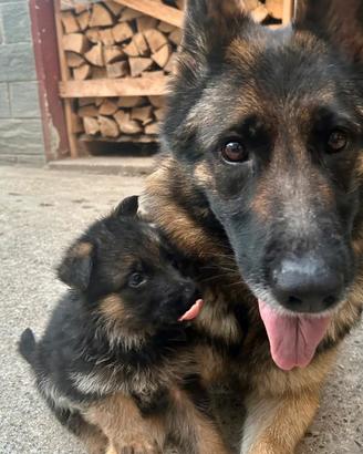 Ultimi cuccioli figli di pastore tedesco nero foca