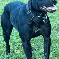 Cucciolata di pitbull