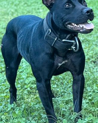 Cucciolata di pitbull