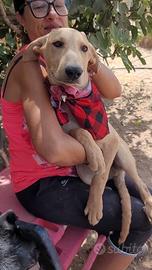 Simil labrador