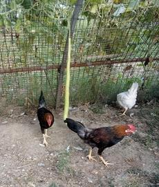 Galletti di razza livornese collo oro e neri