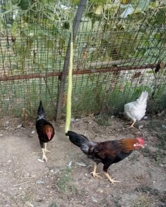 Galletti di razza livornese collo oro e neri