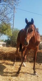 Cavallo purosangue inglese