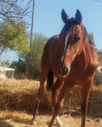 Cavallo purosangue inglese