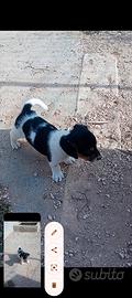 Cuccioli jack Russell