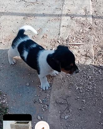Cuccioli jack Russell