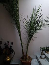 pianta di datteri alta 3,5metri in vaso