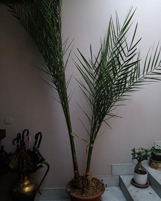 pianta di datteri alta 3,5metri in vaso