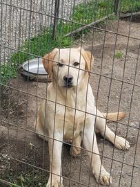 Disponibile femmina di Labrador Retriever