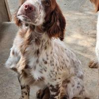 Cucciolona springer spaniel inglese
