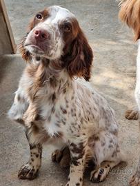 Cucciolona springer spaniel inglese