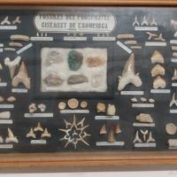 collezione di fossili fosfati del Marocco 