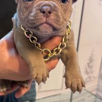 Cucciola American Bully Micro Exotic
