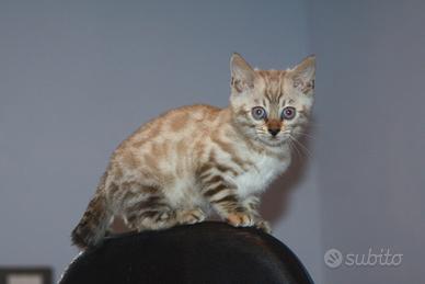 Gatto del Bengala snow linx