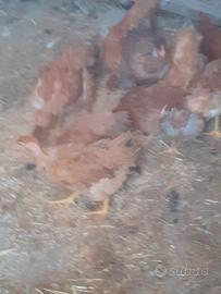 Galline a collo nudo