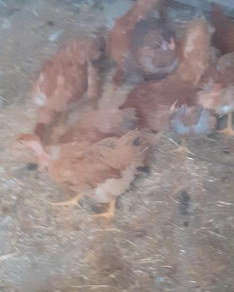 Galline a collo nudo