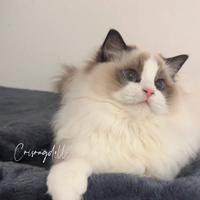 Cuccioli Ragdoll certificati