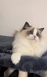 Cuccioli Ragdoll certificati